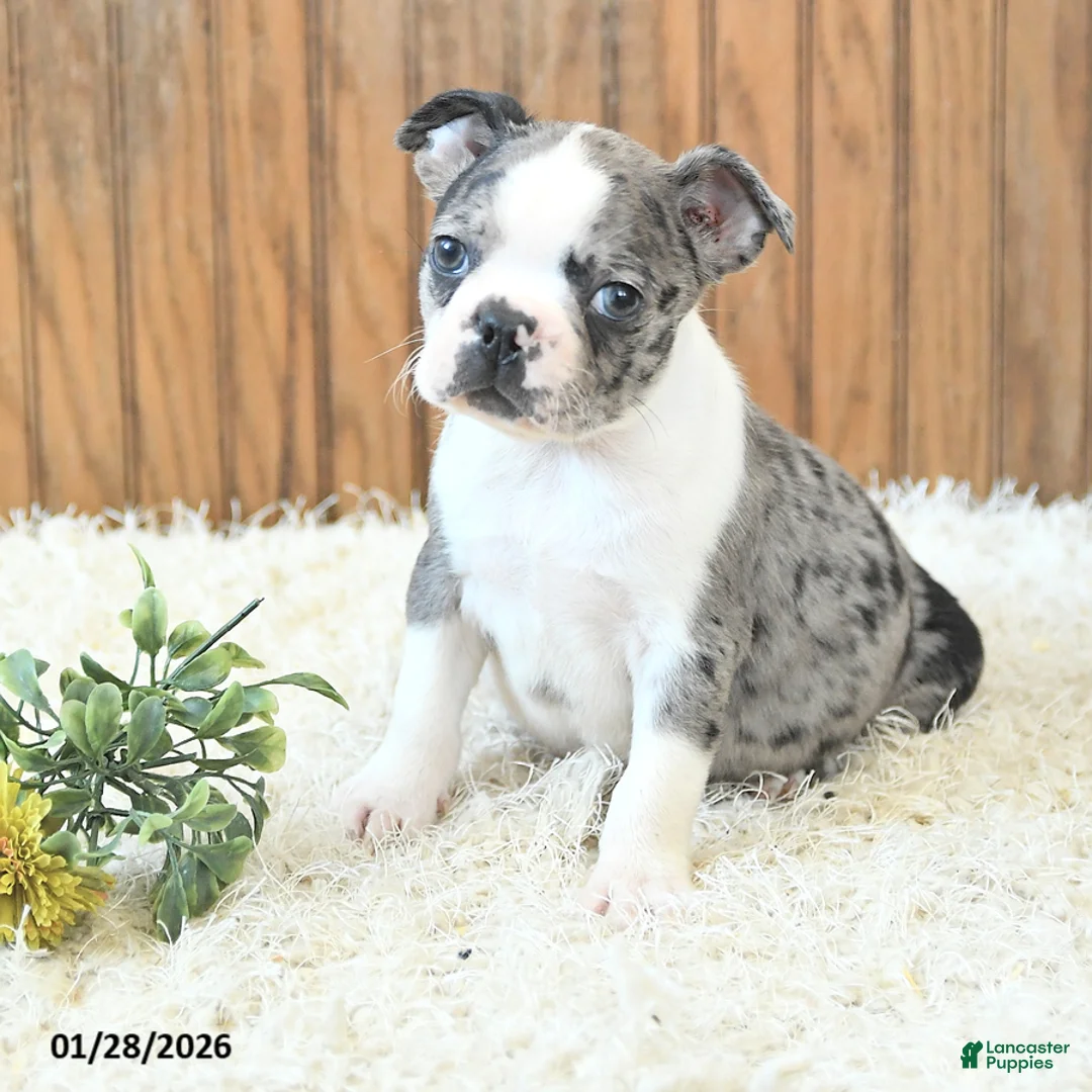 Boston Terrier dogs for sale: Maverick - Ad 2