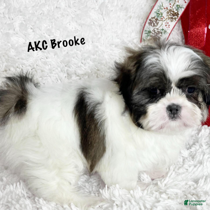 Shih Tzu dogs Brooke - Ad 5