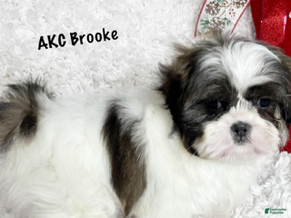 Shih Tzu dogs Brooke - Ad 5