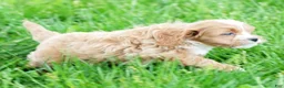 Cavapoo dogs for sale: Nolan - Ad 8