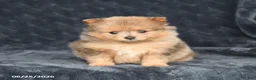 Pomeranian dogs for sale: Delilah - Ad 3