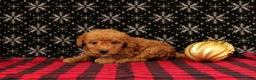 Miniature Poodle dogs for sale: Winter - Ad 2