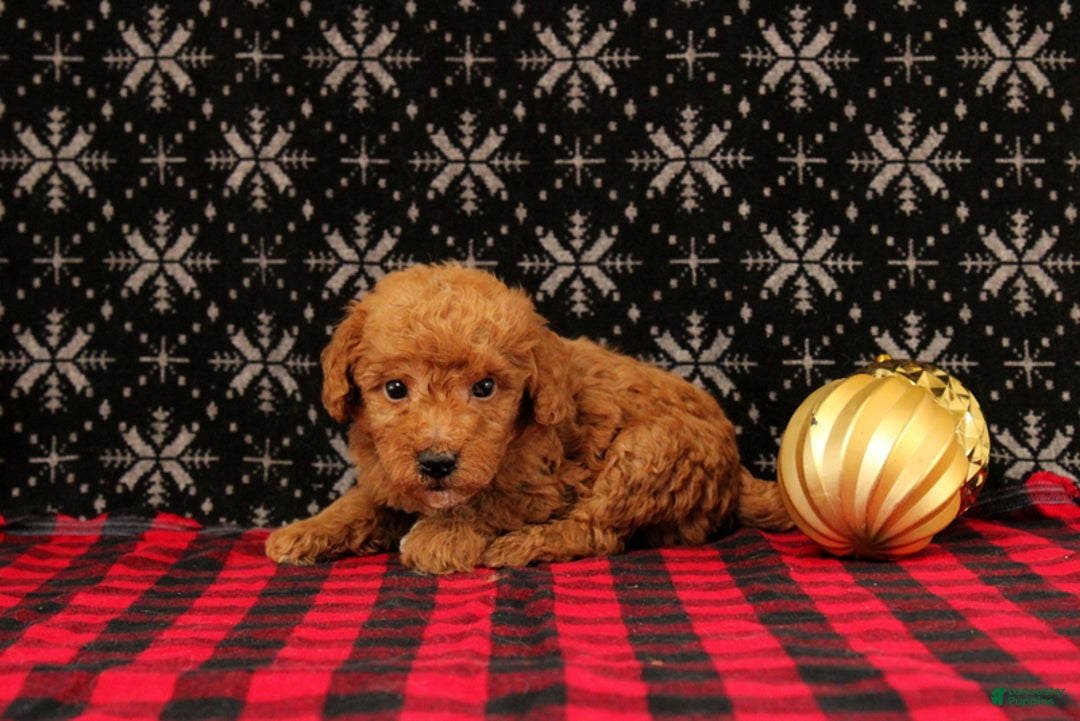 Miniature Poodle dogs for sale: Winter - Ad 2