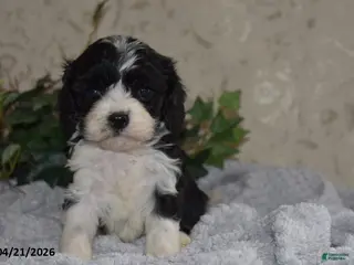 Cavapoo dogs for sale: Leanna - Ad 4
