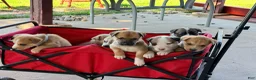 Mixed Breed dogs for sale: Pitsky femlae 6 - Ad 6