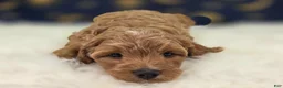 Cavapoo dogs for sale: Tundra - Ad 8