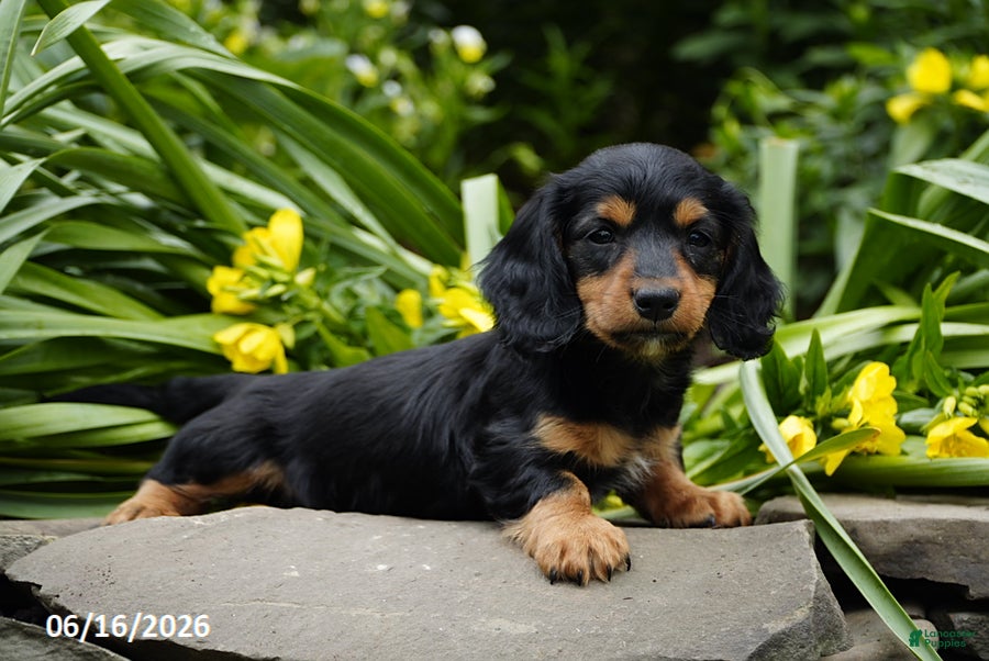Miniature Dachshund dogs Henry - Ad 2
