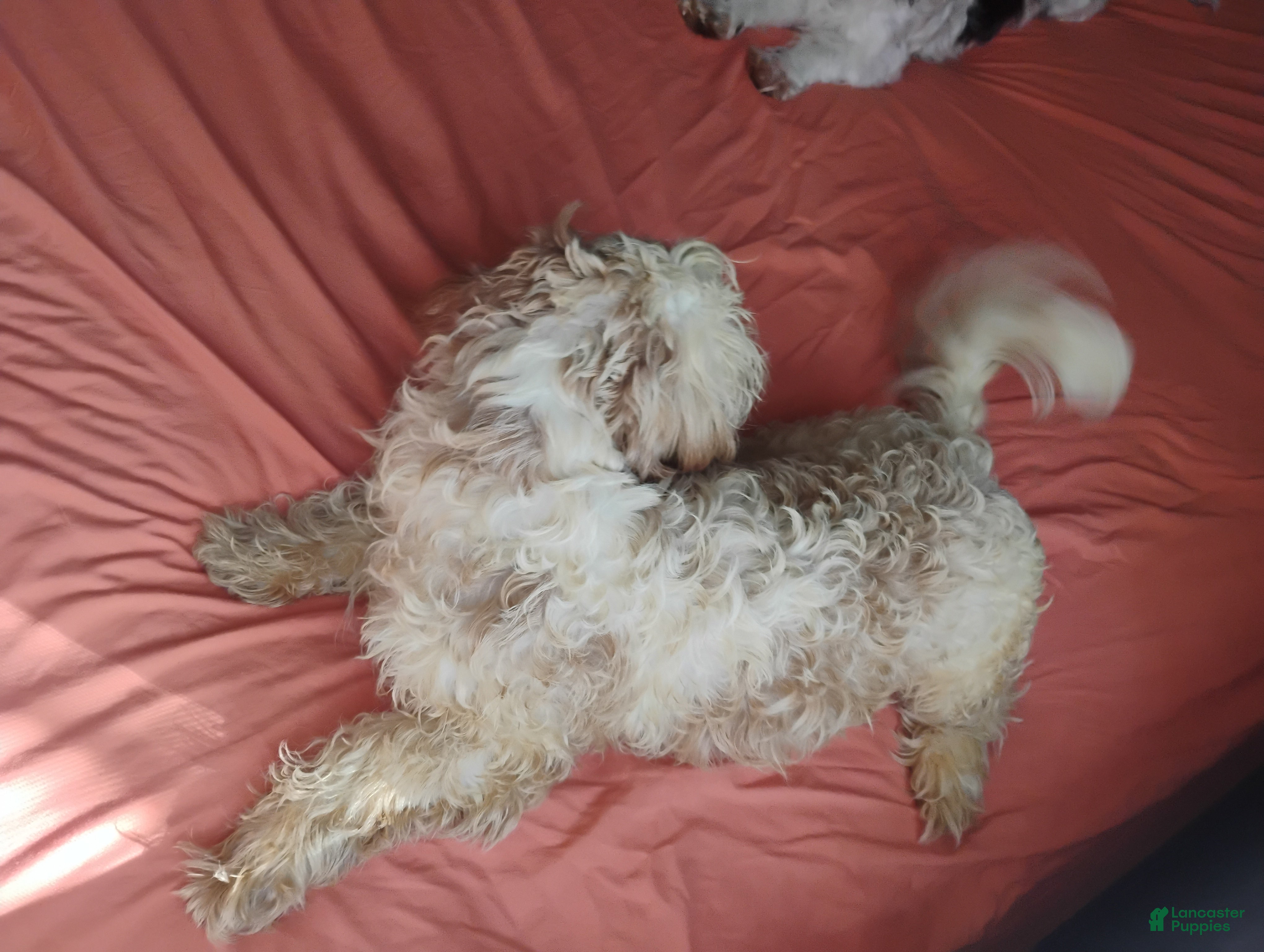 Mixed Breed dogs for sale: Mixed Breed 1 - Ad 2