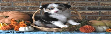 Harper