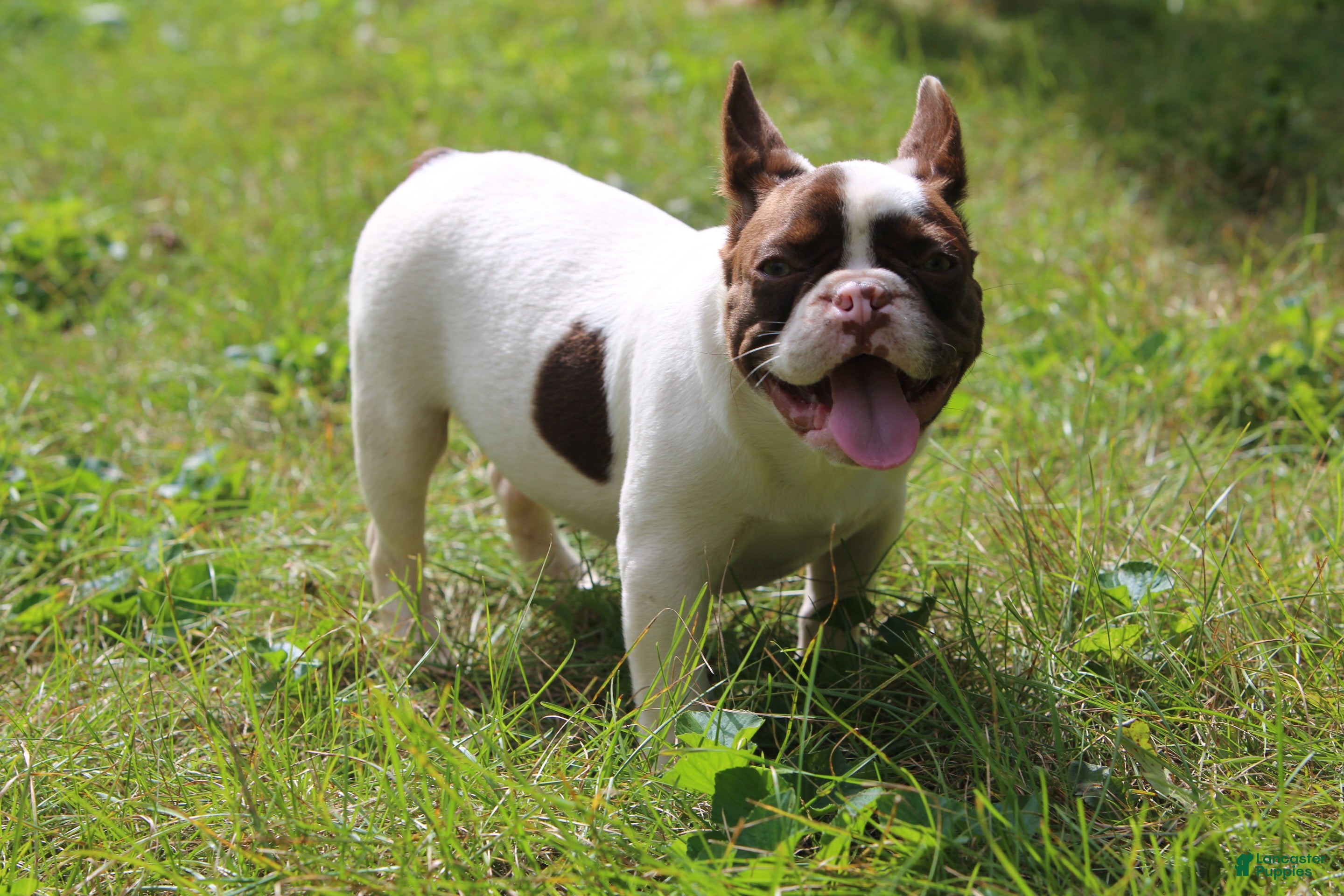 French Bulldog