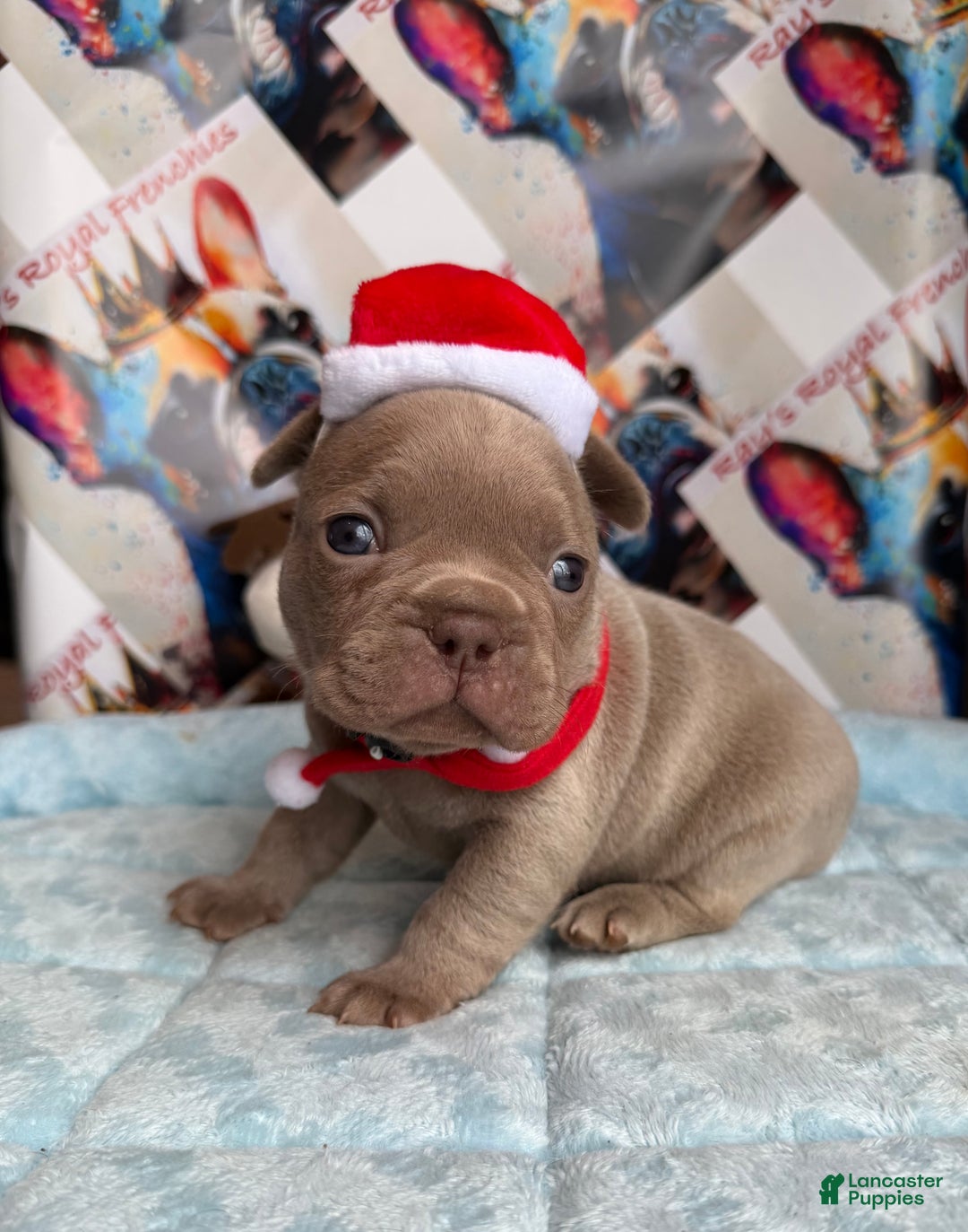 French Bulldog dogs for sale: Michelangelo - Ad 3