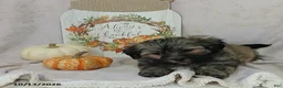 Teddy Bear dogs for sale: Lulu - Ad 3