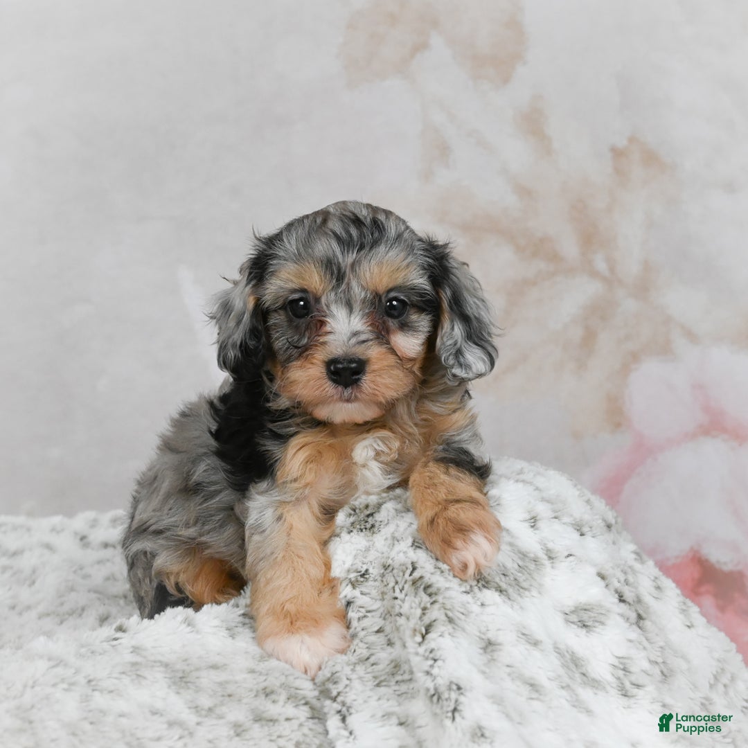 Cavapoo dogs for sale: Luna - Ad 2