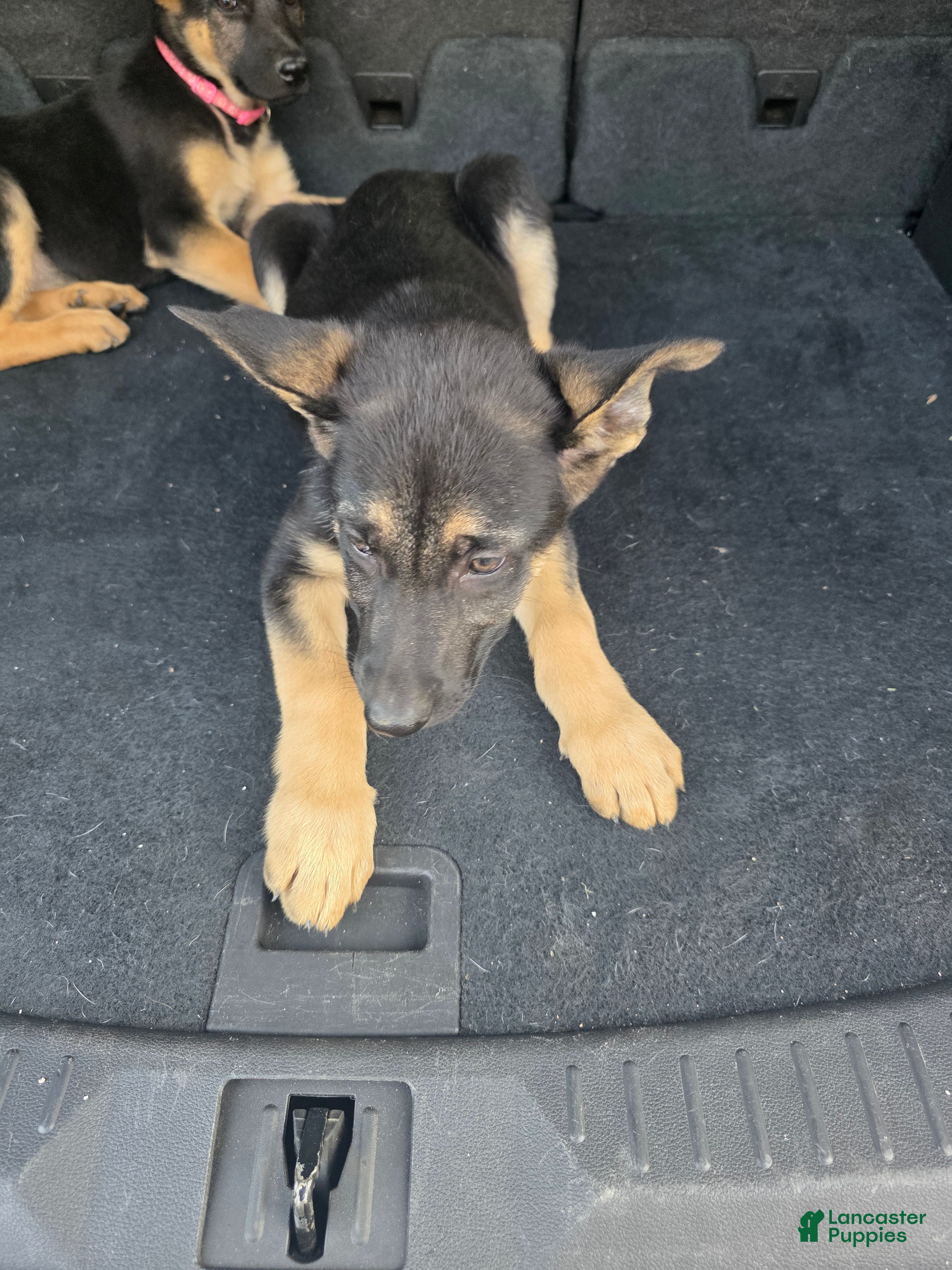 German Shepherd dogs German Shepherd 3 - Ad 26