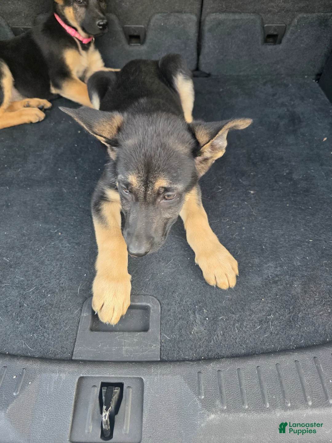 German Shepherd dogs for sale: German Shepherd 3 - Ad 1