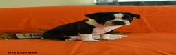 Boston Terrier dogs for sale: Vixon - Ad 3