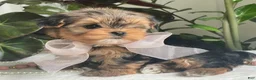 Biewer Terrier dogs for sale: Izzy - Ad 6