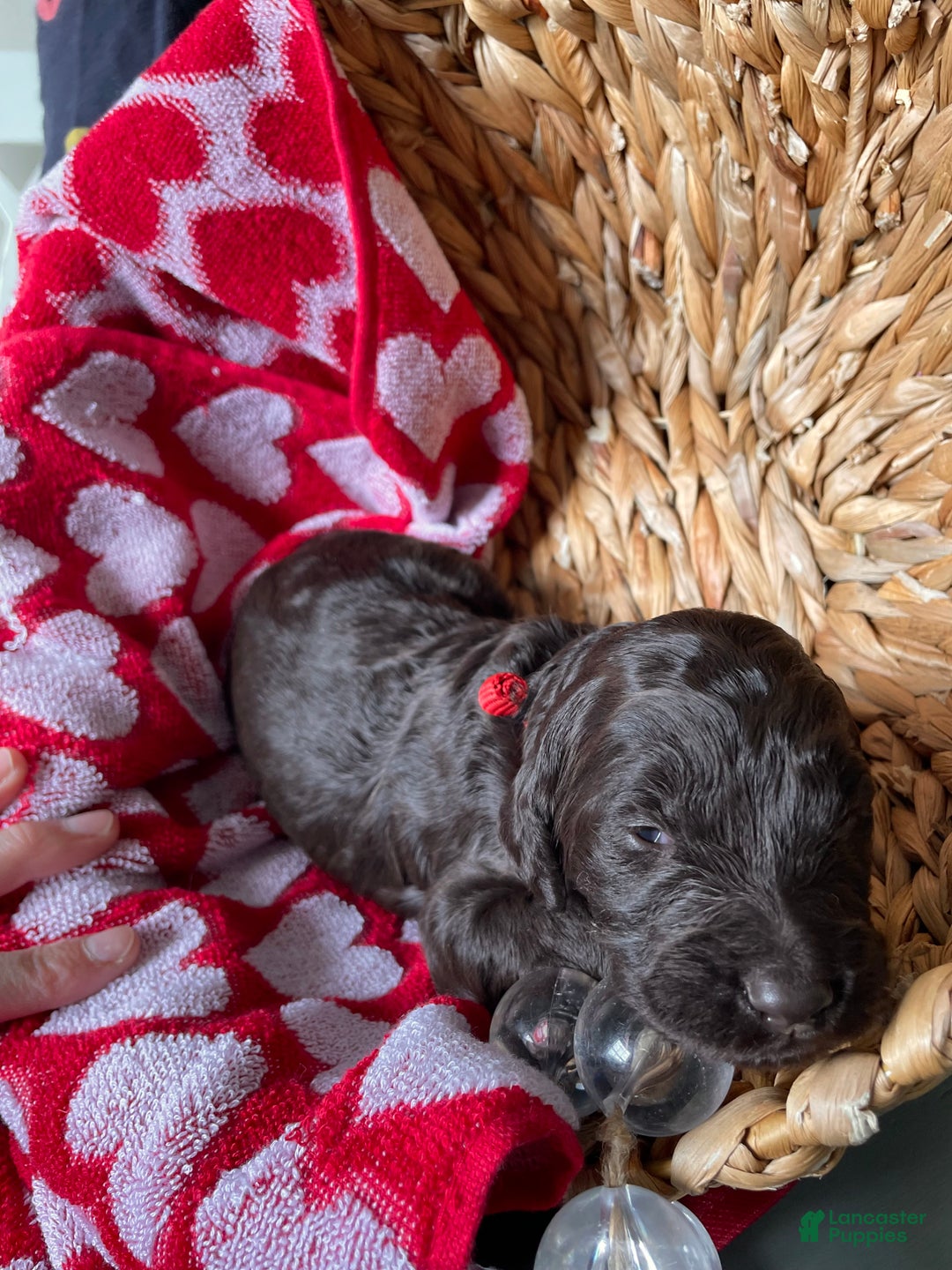 Goldendoodle dogs for sale: Mr red - Ad 3