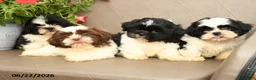 Shih Tzu dogs for sale: Gizmo - Ad 3
