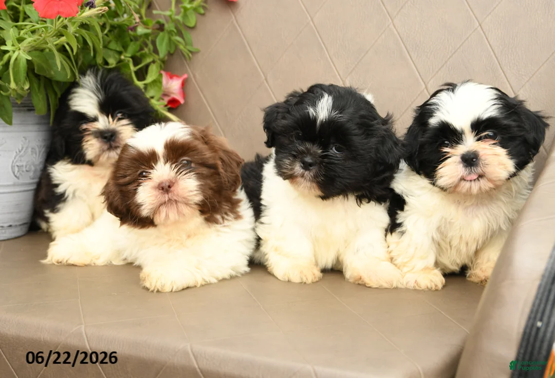 Shih Tzu dogs for sale: Gizmo - Ad 3