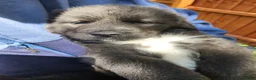 Tibetan Mastiff dogs for sale: Misty - Ad 2