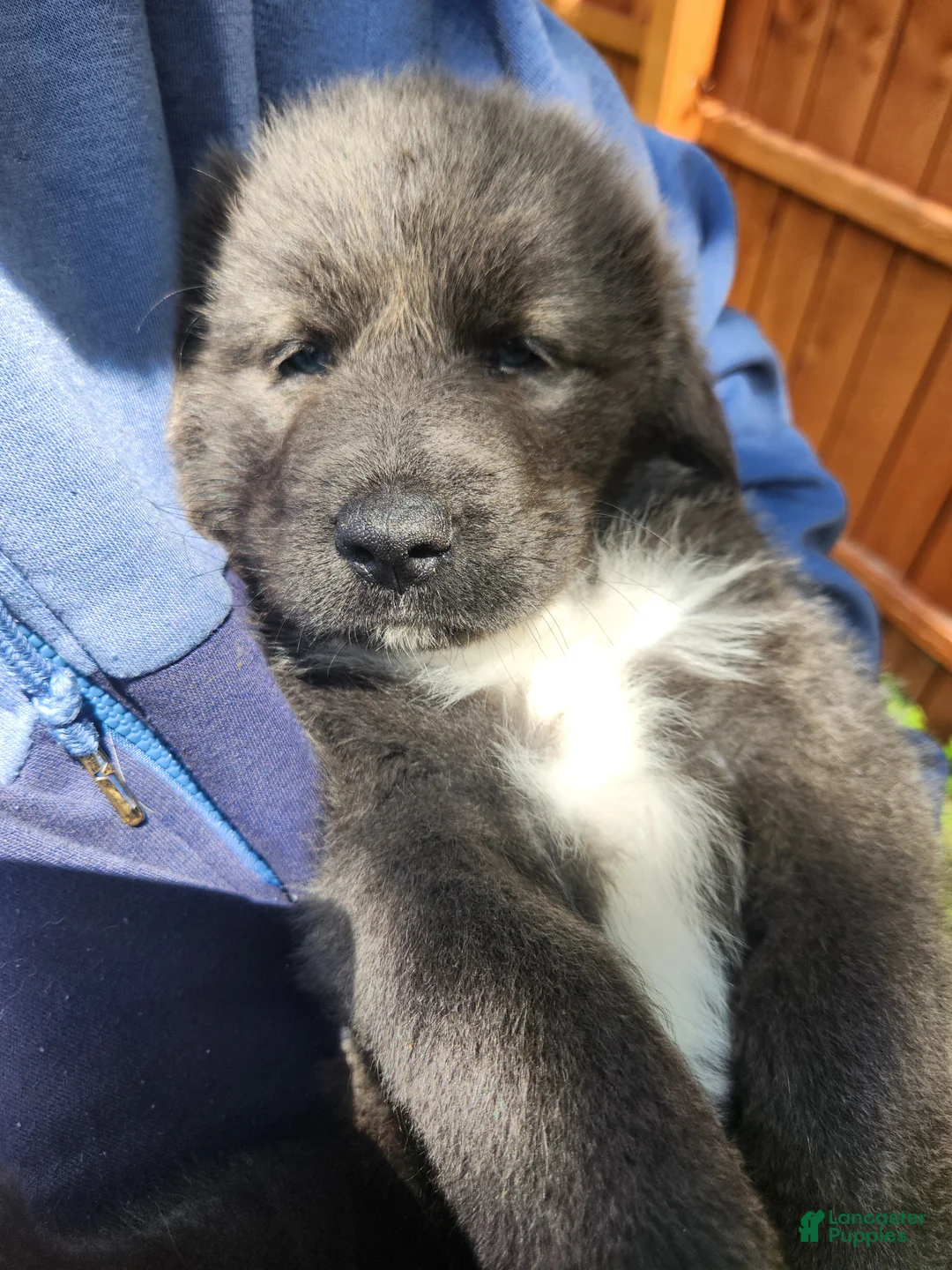 Tibetan Mastiff dogs for sale: Misty - Ad 2