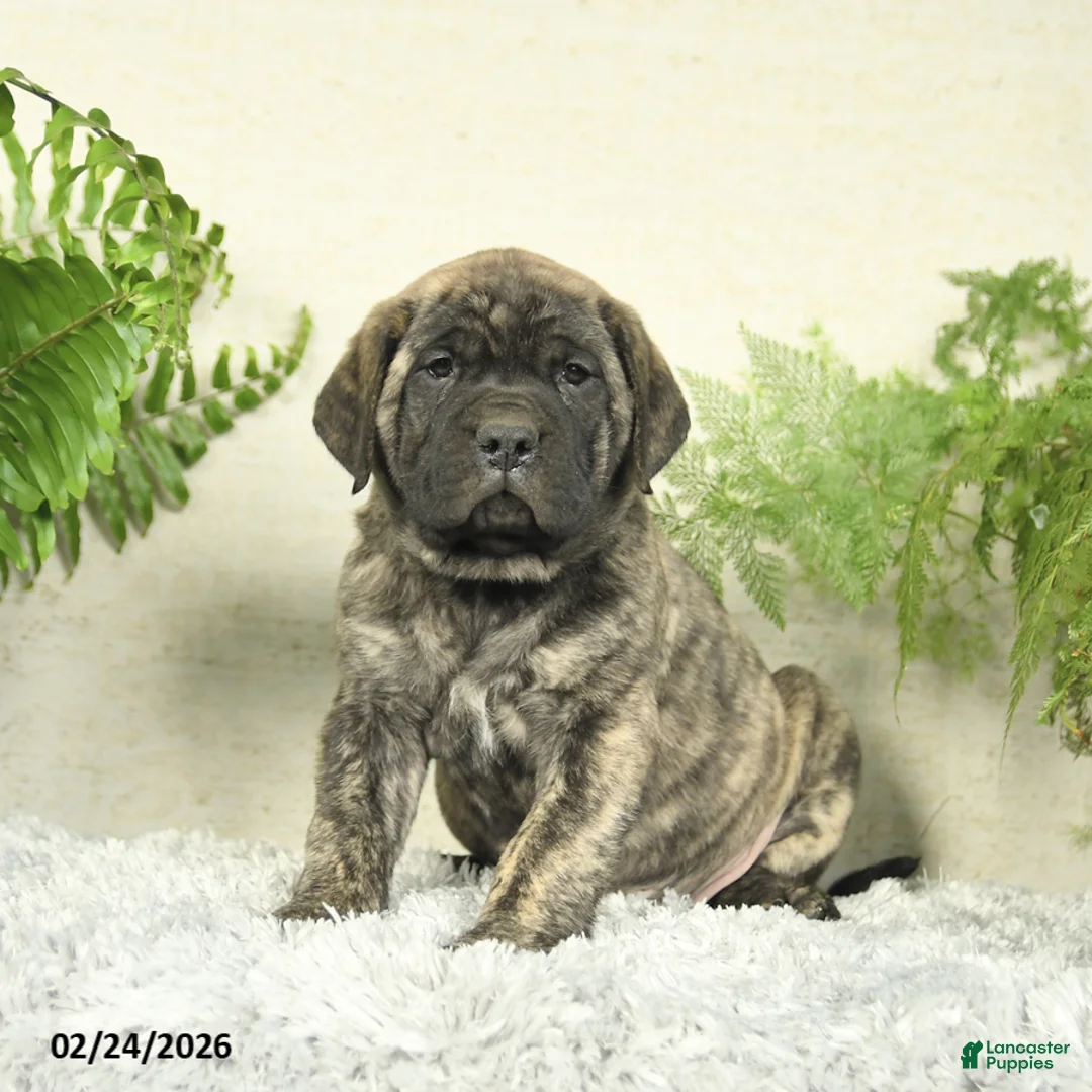 English Mastiff dogs for sale: Angel - Ad 1