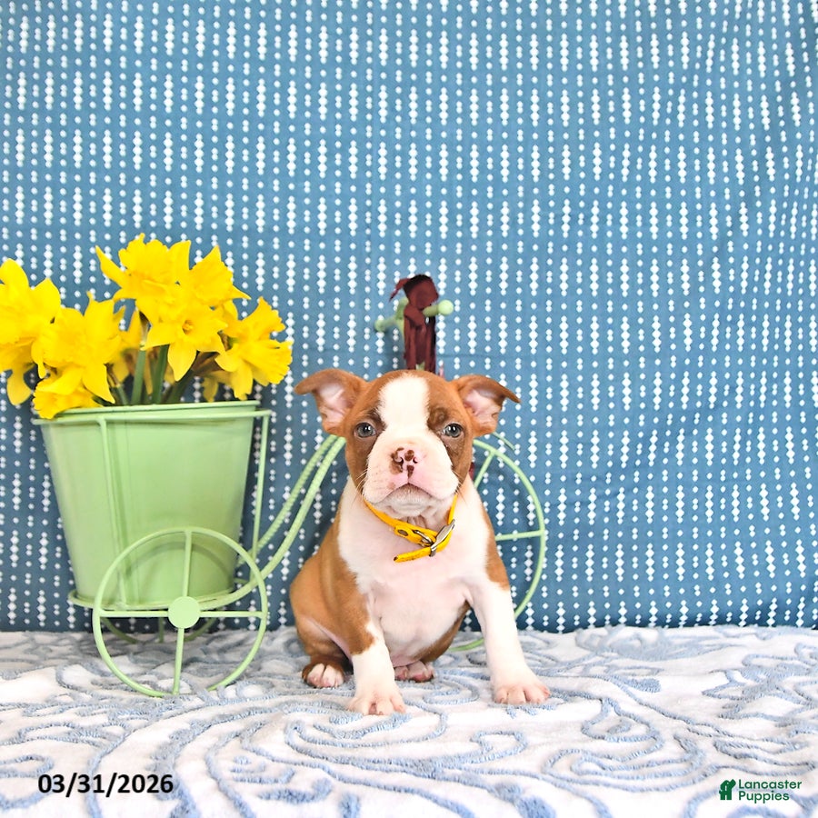 Boston Terrier dogs Patrick - Ad 2