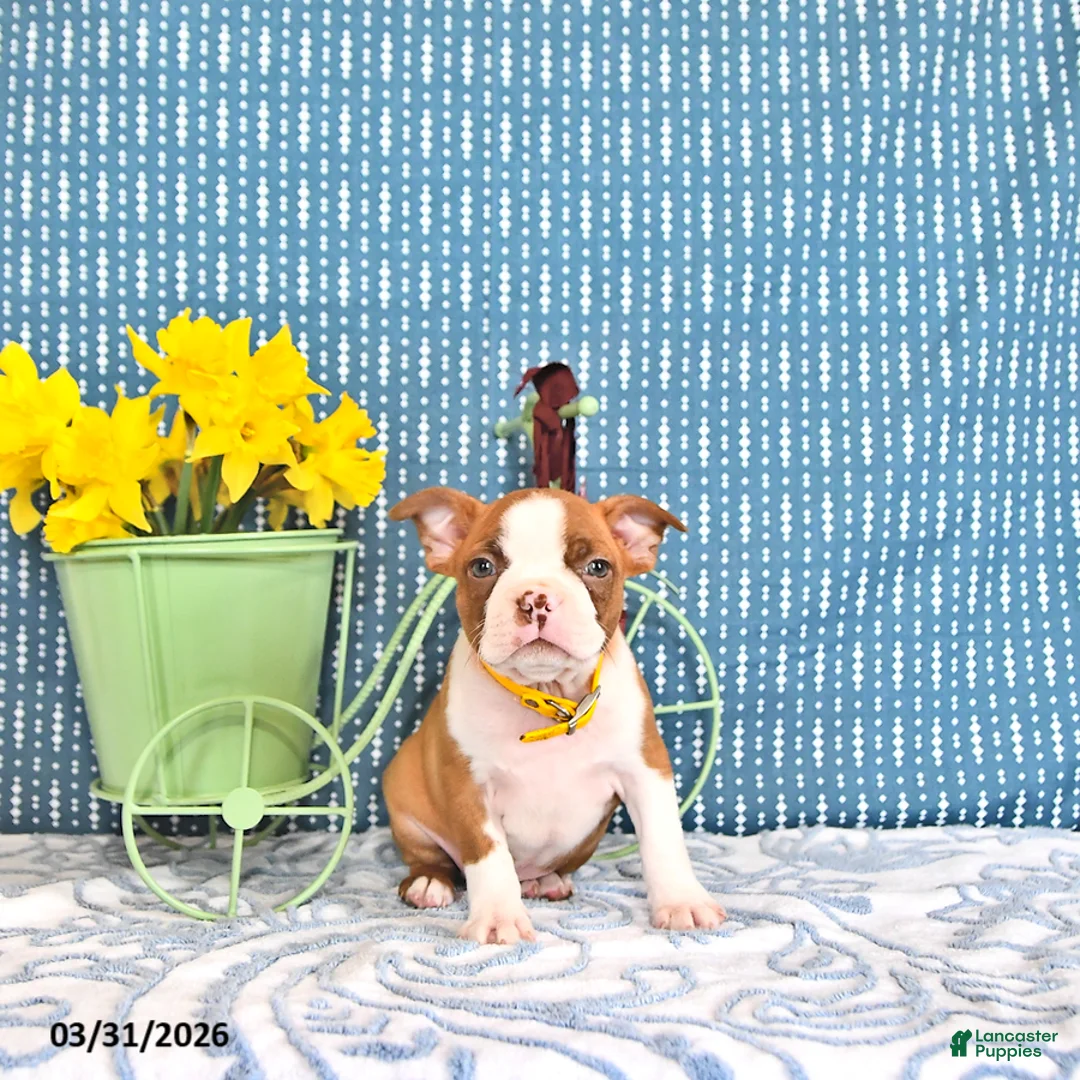 Boston Terrier dogs for sale: Patrick - Ad 2