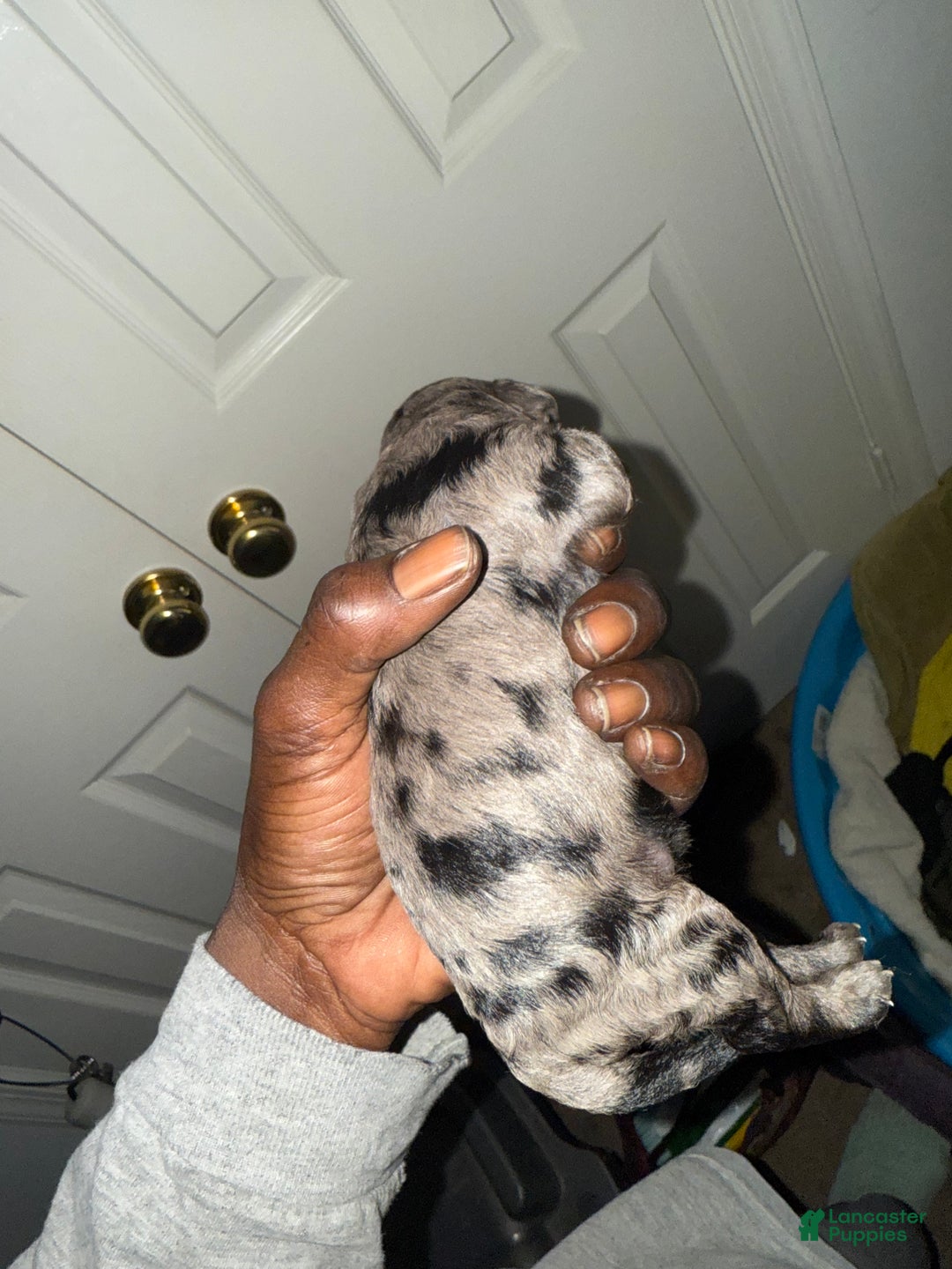 Mini Goldendoodle dogs for sale: Chase - Ad 2