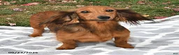 Miniature Dachshund dogs for sale: Diamond - Ad 4