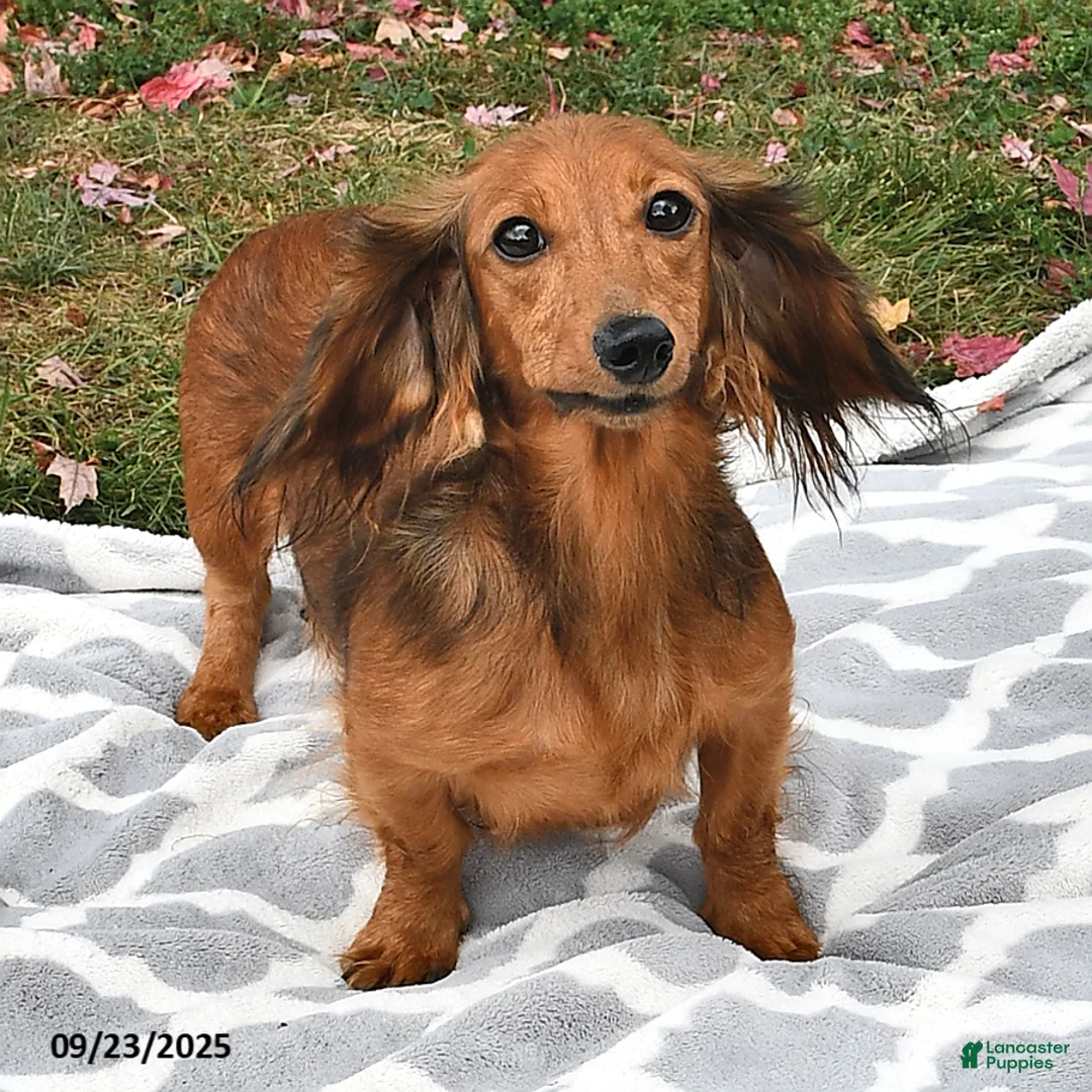 Miniature Dachshund dogs for sale: Diamond - Ad 4
