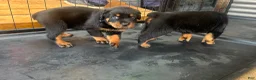 Rottweiler dogs for sale: Rottweiler 5 - Ad 1