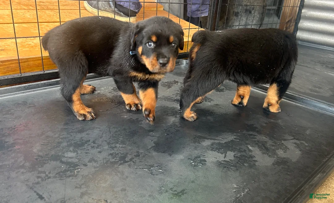 Rottweiler dogs for sale: Rottweiler 5 - Ad 1