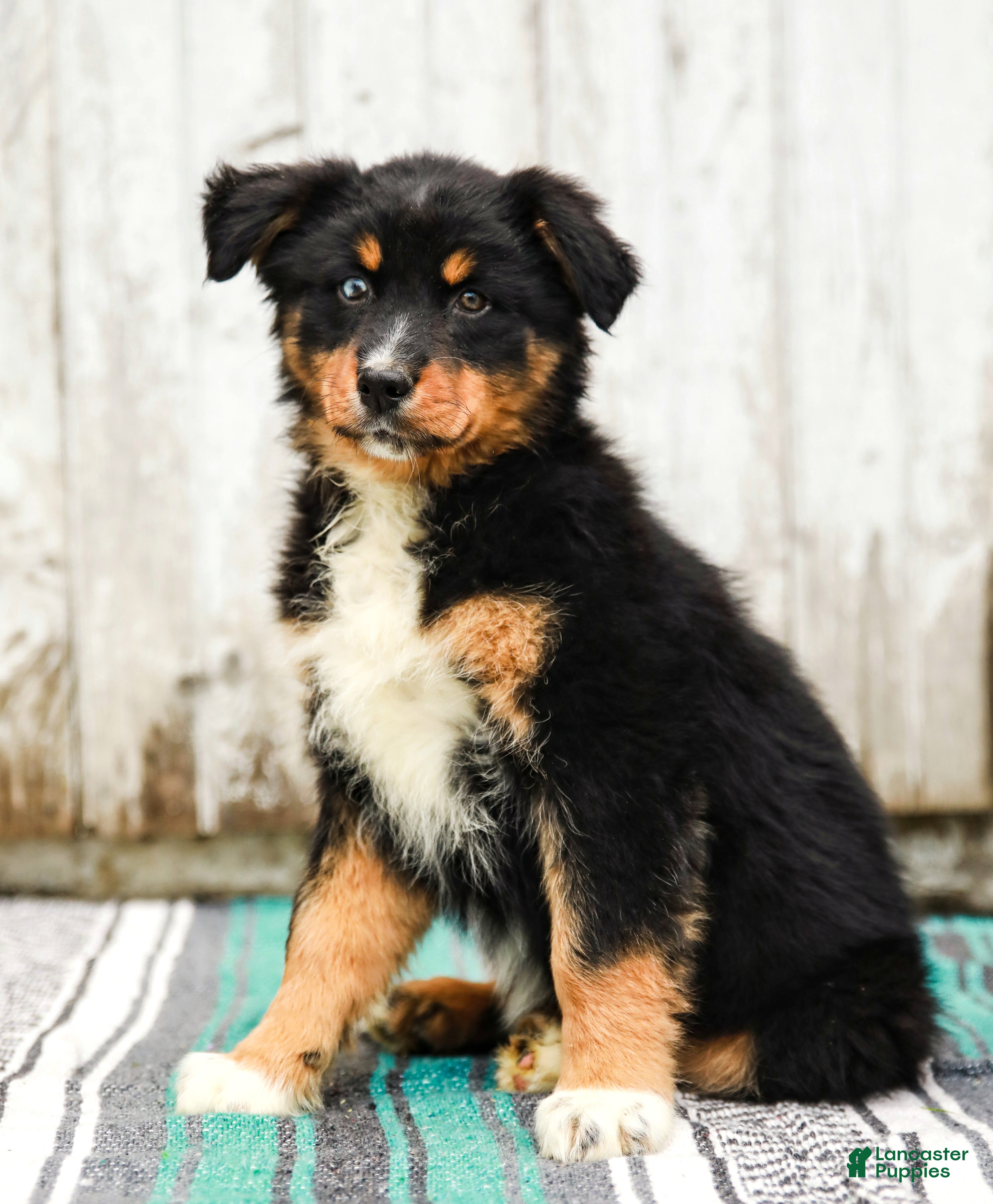 Australian Shepherd dogs Joy - Ad 2