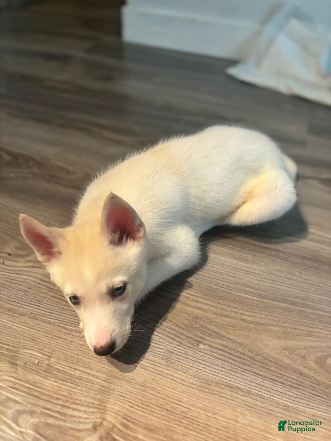 Pomsky dogs for sale: Tofu - Ad 2