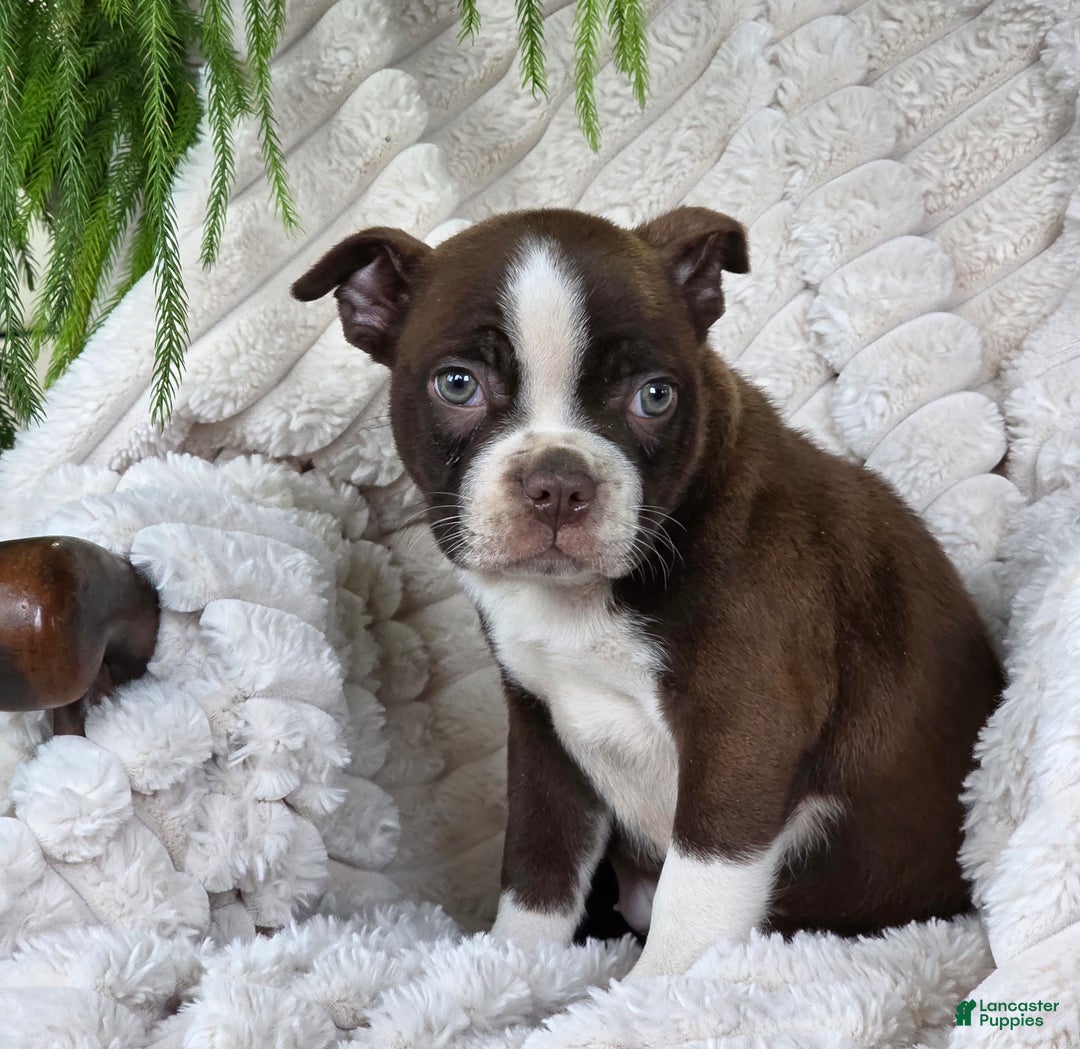 Boston Terrier dogs for sale: Candy - Ad 2