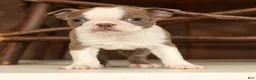 Boston Terrier dogs for sale: Reba - Ad 7