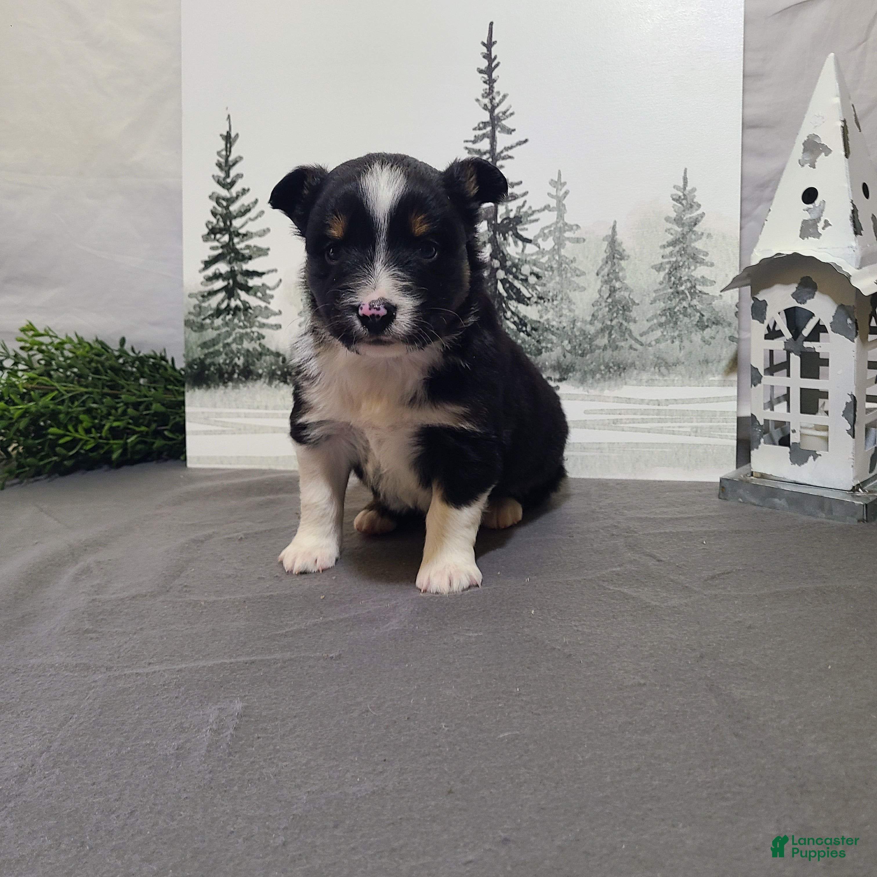Miniature Australian Shepherd dogs Annie - Ad 12
