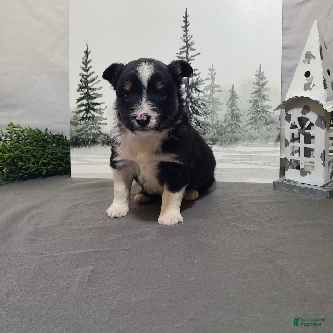 Miniature Australian Shepherd dogs for sale: Annie - Ad 1