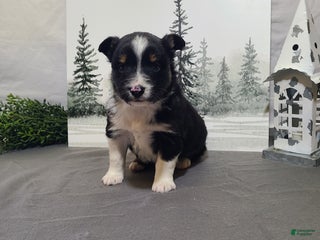 Miniature Australian Shepherd dogs Annie - Ad 12