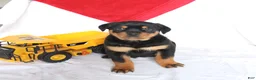 Rottweiler dogs for sale: Ace - Ad 3