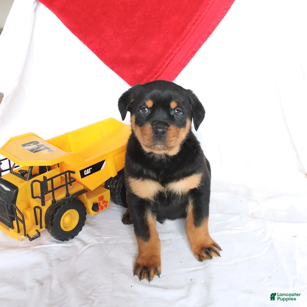 Rottweiler dogs for sale: Ace - Ad 3