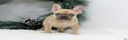French Bulldog dogs for sale: Ina - Ad 3