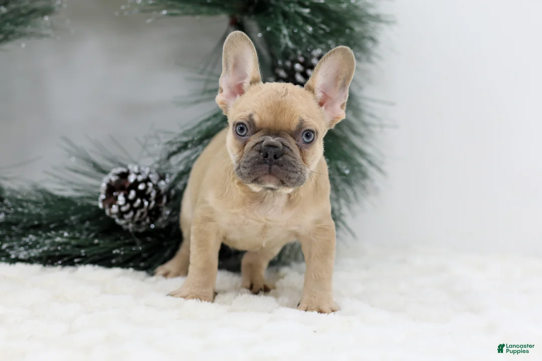 French Bulldog dogs for sale: Ina - Ad 3