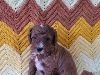 Goldendoodle dogs - Ad 1