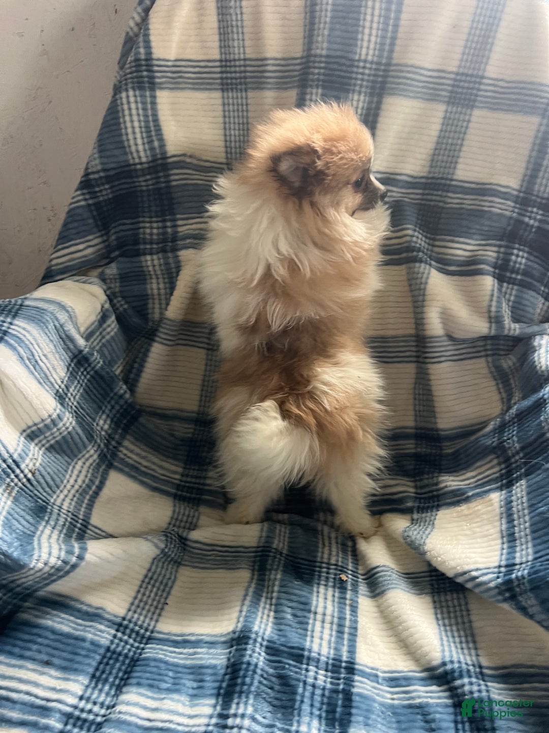 Pomeranian dogs for sale: Sweet Pea - Ad 3
