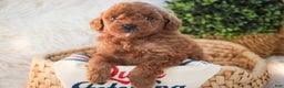 Miniature Poodle dogs for sale: Finnigan - Ad 2