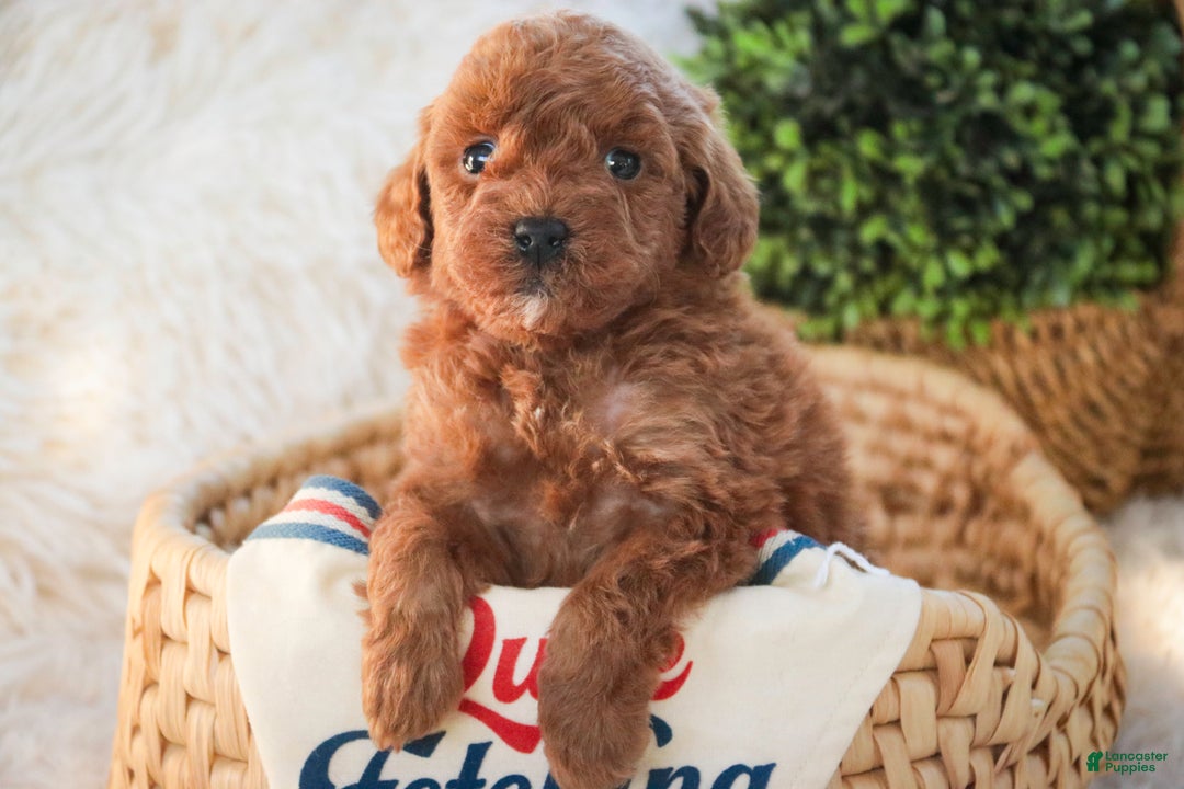 Miniature Poodle dogs for sale: Finnigan - Ad 2