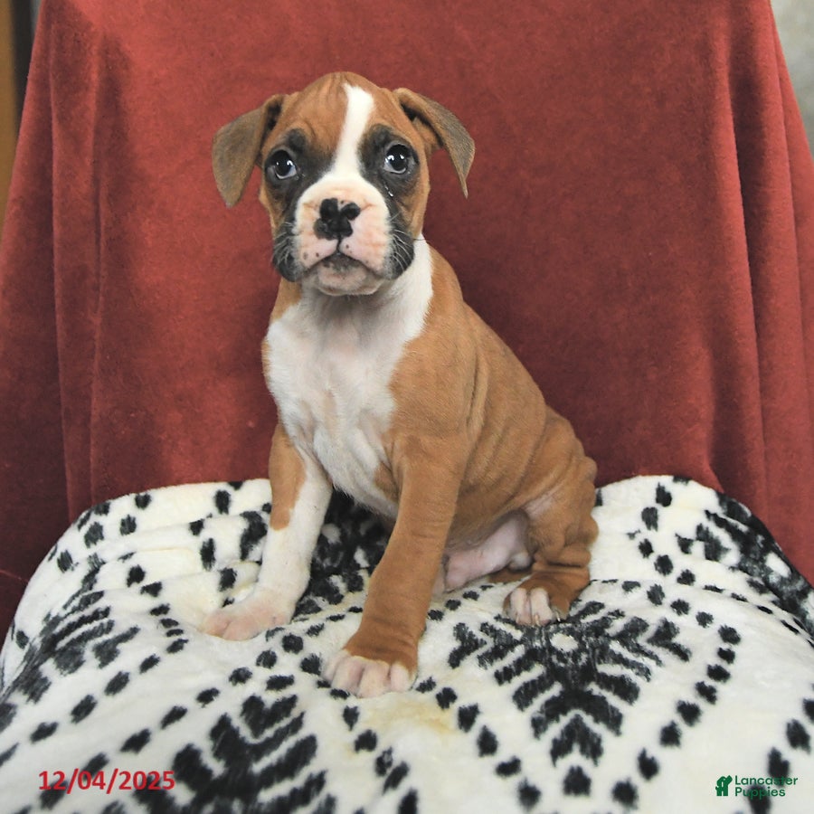 Boxer dogs Santa Paws - Ad 7
